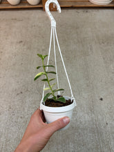 Load image into Gallery viewer, Hoya cumingiana albo variegata 2&quot; - Wax Plant