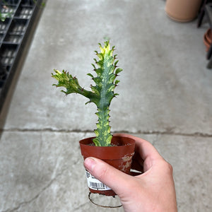 Euphorbia trigona 'Variegata' 3"