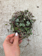 Load image into Gallery viewer, Ceropegia woodii 4" - String of Hearts