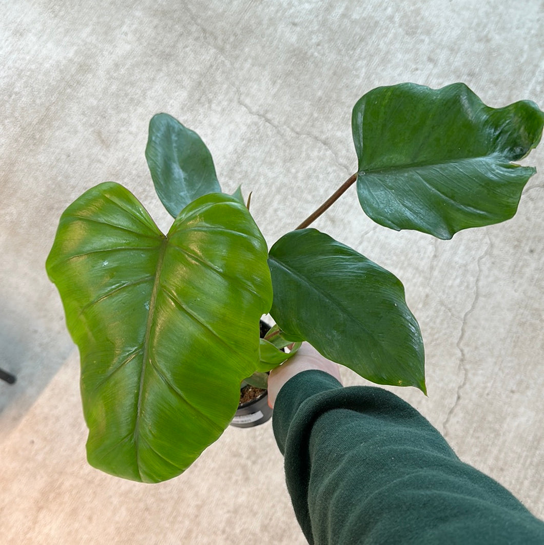 Philodendron Mayoi 4