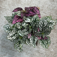 Load image into Gallery viewer, Hypoestes sp. 6&quot; - Polka Dot Plant