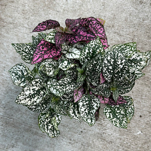 Hypoestes sp. 6" - Polka Dot Plant