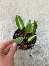 Load image into Gallery viewer, Hoya latifolia 'Pot of Gold' 4" - Wax Plant