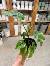 Load image into Gallery viewer, Rhaphidophora Tetrasperma 4&quot;