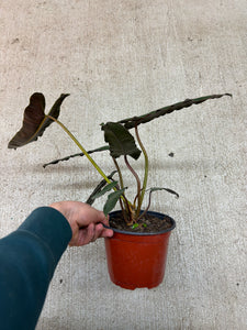Philodendron billietiae dark form 6