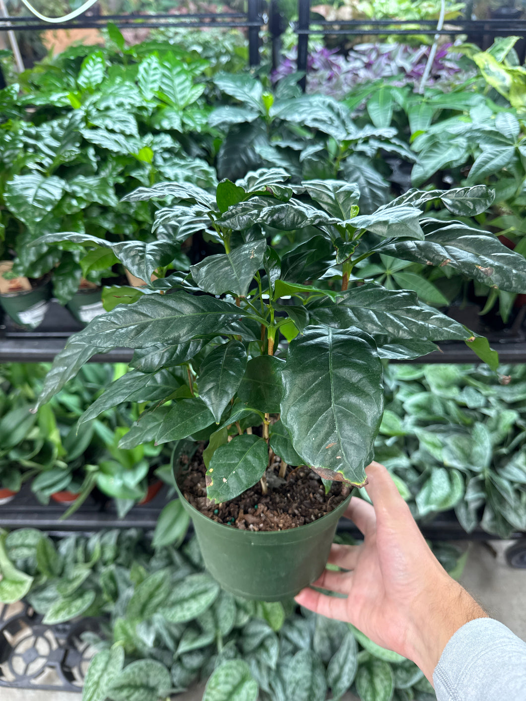Coffea arabica 6