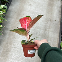 Load image into Gallery viewer, Aglaonema Red King 4&quot;