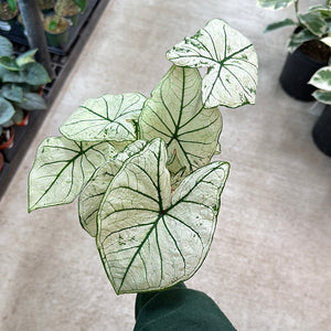 Caladium sp. 4"