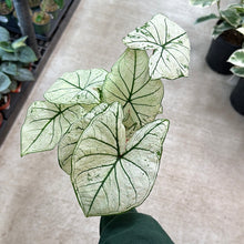 Load image into Gallery viewer, Caladium sp. 4&quot;