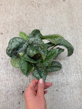 Load image into Gallery viewer, Scindapsus sp. 4" - Satin Pothos