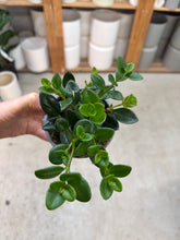 Load image into Gallery viewer, Hypocerta sp. 4&quot; - Goldfish Plant