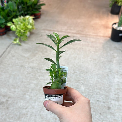 Adenium sp. 2