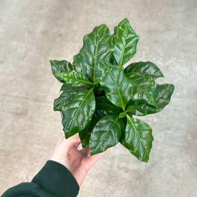 Coffee Ceramic Planter 4