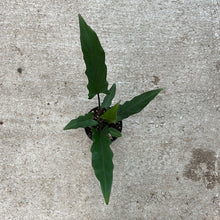 Load image into Gallery viewer, Alocasia &#39;Purple Sword&#39; 6&quot;