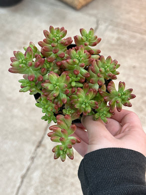 Sedum rubrotinctum 'Aurora' 4