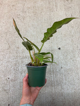 Load image into Gallery viewer, Philodendron Ring of Fire 4&quot;