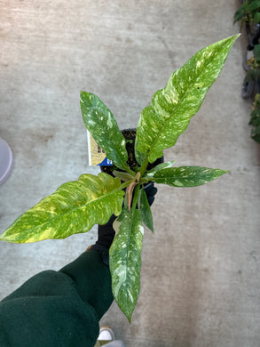Philodendron Ring of Fire 4