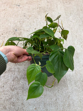 Load image into Gallery viewer, Philodendron cordatum 6" - Heartleaf Philodendron