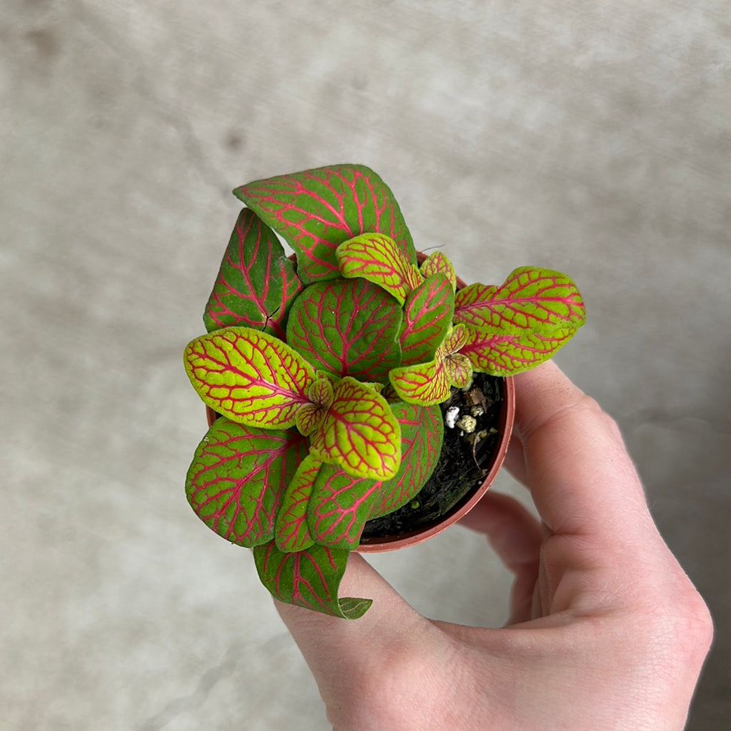 Fittonia Skeleton 2