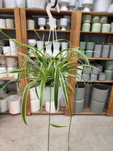 Load image into Gallery viewer, Chlorophytum sp. 6" HB - Spider Plant Variegated Basket