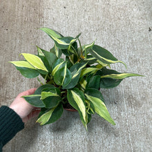 Load image into Gallery viewer, Philodendron &#39;Silver Stripe&#39; 6&quot;