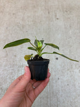 Load image into Gallery viewer, Philodendron Florida Beauty 2"