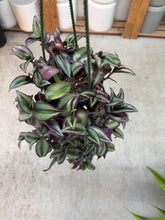 Load image into Gallery viewer, Tradescantia zebrina purple 4" HB - Inch Plant
