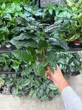 Load image into Gallery viewer, Coffea arabica 6&quot; - Coffee Plant