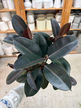 Load image into Gallery viewer, Ficus decora 'Burgundy' 6" - Burgundy Rubber Tree