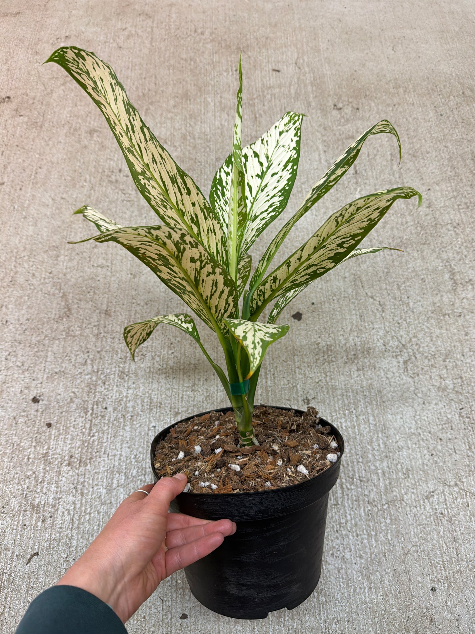 dieffenbachia white stem Dieffenbachia White Etna 8"