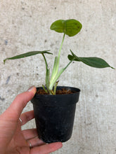 Load image into Gallery viewer, Syngonium Ice Frost 4"