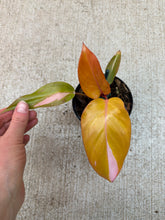 Load image into Gallery viewer, Philodendron Persimmon Princess 4"
