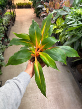 Load image into Gallery viewer, Chlorophytum Mandarin Orange 6&quot; - Spider Plant