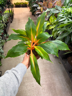 Chlorophytum Mandarin Orange 6