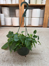 Load image into Gallery viewer, Philodendron Cordatum 8"  HB - Heartleaf Philodendron