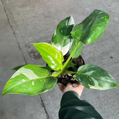 Philodendron White Knight 6