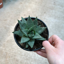 Load image into Gallery viewer, Haworthia Savanna 4&quot;