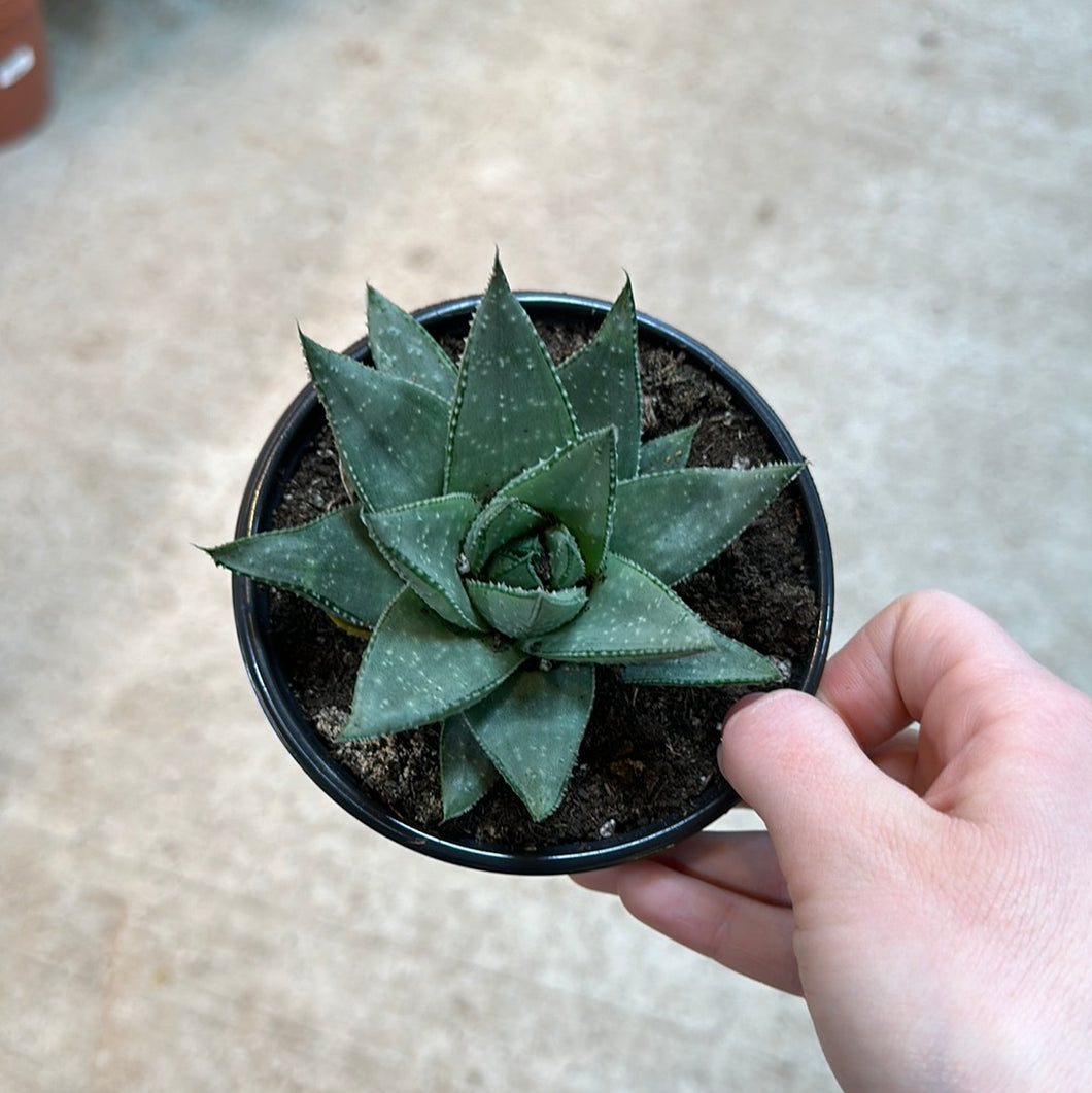 Haworthia Savanna 4