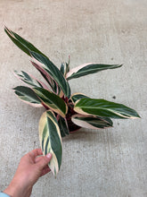 Load image into Gallery viewer, Stromanthe 'Triostar' 6"
