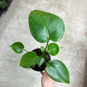 Monstera deliciosa 4" - Split Leaf Philodendron