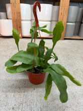 Load image into Gallery viewer, Epiphyllum oxypetalum 6" - Queen of Night/Night Blooming Cactus