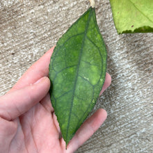 Load image into Gallery viewer, Hoya finlaysonii &#39;Big Leaves&#39; 4&quot;