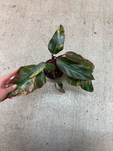 Load image into Gallery viewer, Philodendron Strawberry Shake 4"