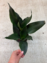 Load image into Gallery viewer, Sansevieria Black Dragon 6" - Snake Plant
