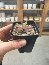 Load image into Gallery viewer, Pinguicula Laueana 2" - Butterwort