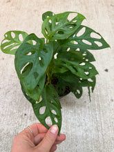 Load image into Gallery viewer, Monstera adansonii 6" - Swiss Cheese Plant