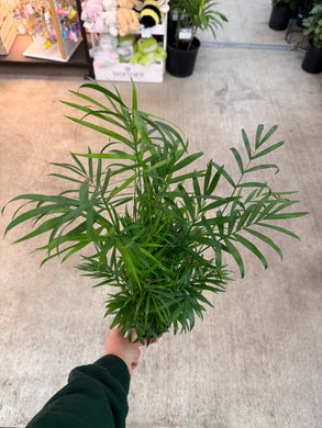 Chamaedorea elegans 4