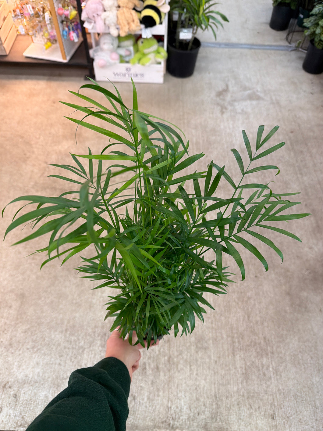 Chamaedorea elegans 4