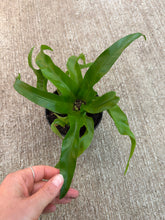 Load image into Gallery viewer, Victoria Birds Nest 4&quot; - Fern