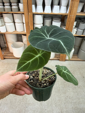 Alocasia 'Black Velvet' 4